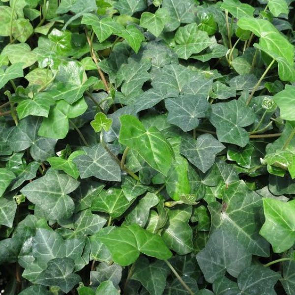 English Ivy: Gaia Herbs®